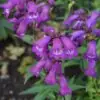 Penstemon sour grapes