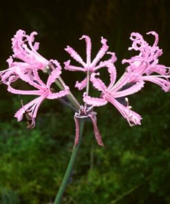 nerine filifolia