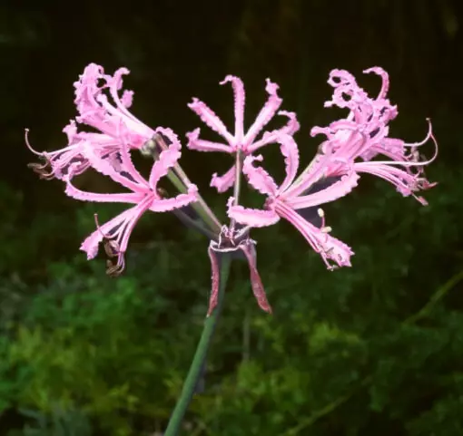 nerine filifolia