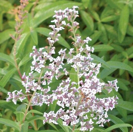 Lemon verbena