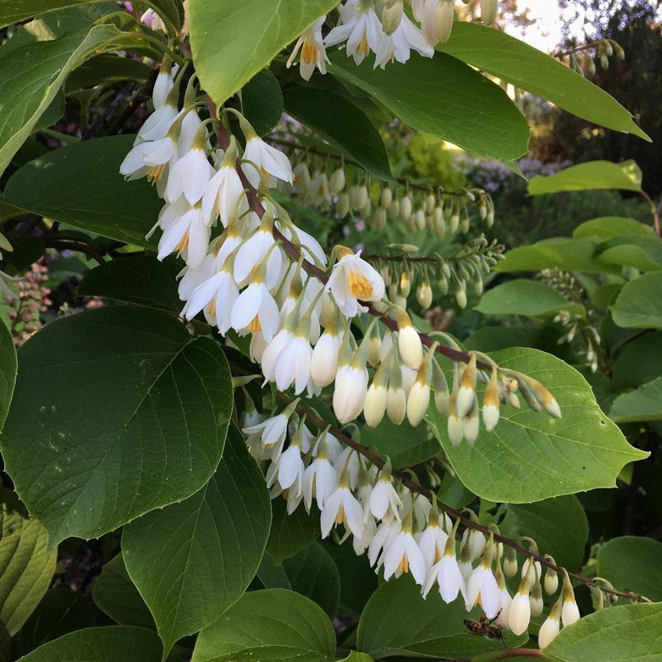 Styrax Obassia Seed Lynwood Garden 4563