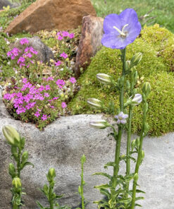 Trough/rockery