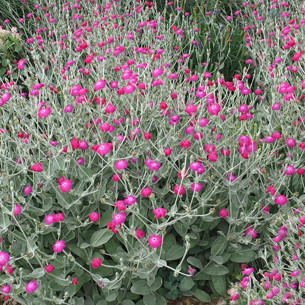 Lychnis coronaria Magenta : Lynwood Garden