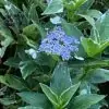 Variegated hydrangea