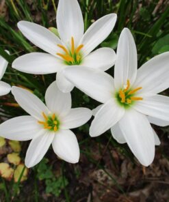 White rain lily