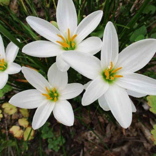 White rain lily