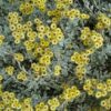 Helichrysum argyrophyllum