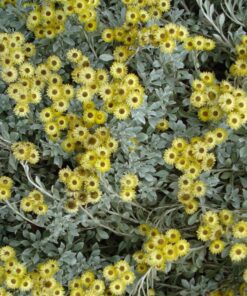 Helichrysum argyrophyllum