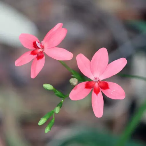 Freesia laxa pink