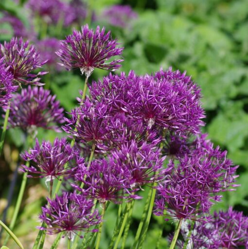 Allium