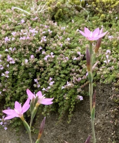 Olsynium junceum flower