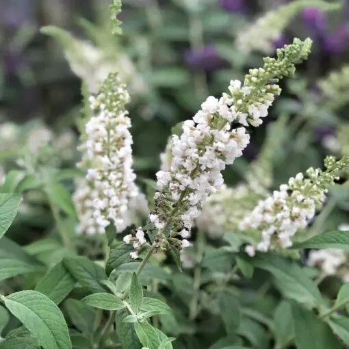 Buddleia white