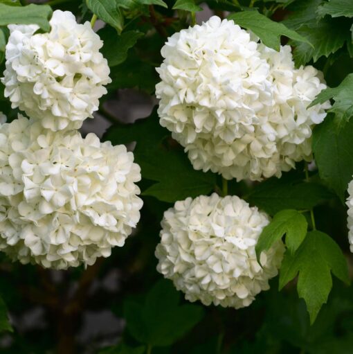 Viburnum opulus sterile