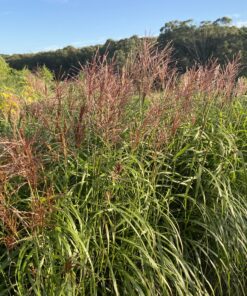 Miscanthus Flamingo