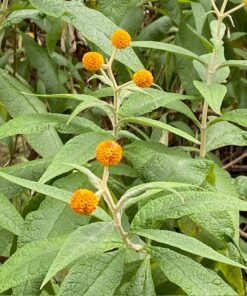 Buddleja globosa